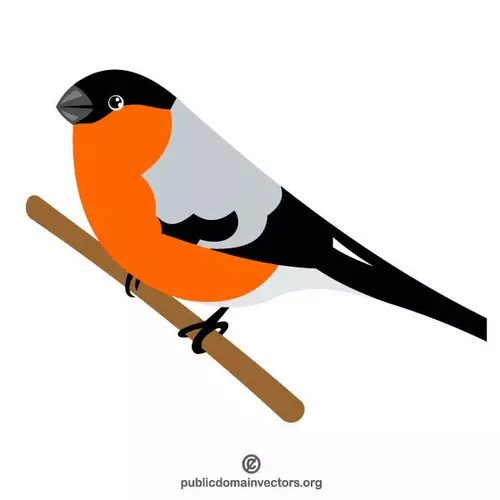 Bullfinch bird