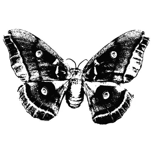 Monochrome vector of butterfly