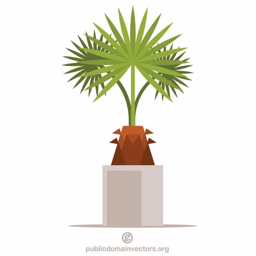 Decorative palm plant