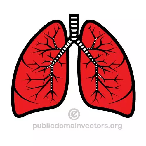 Vector illustration of lungs