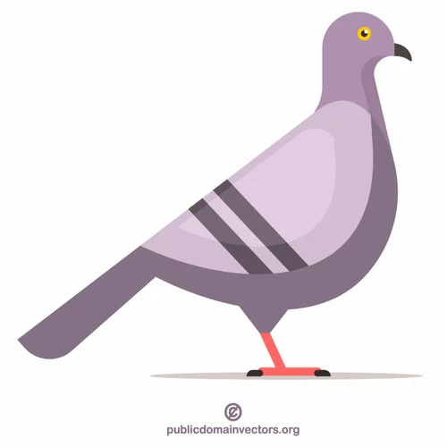 Pigeon bird