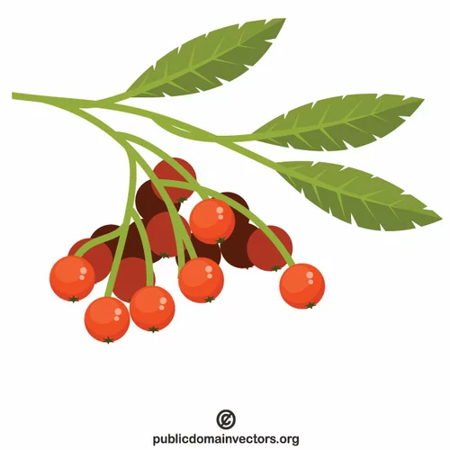 Rowan berries