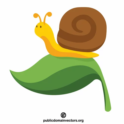 Snail on the leaf