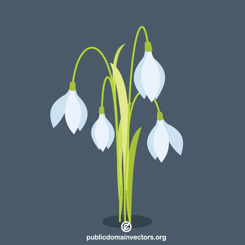 Snowdrop flower