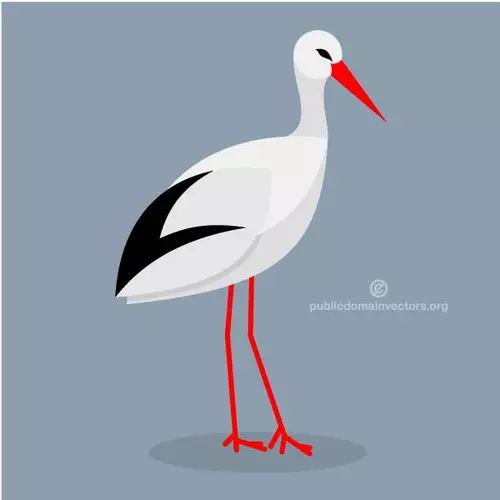 White stork