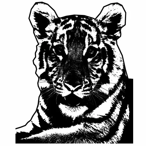 Monochrome image of tiger