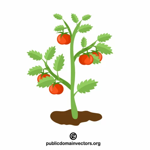 Tomato plant clip art