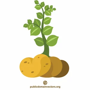 Potato plant clip art